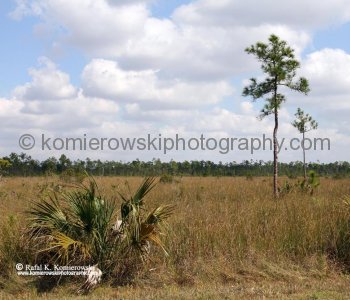 Everglades National Park, Long Pine Key area