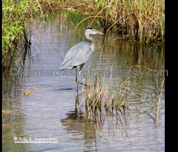 Everglades National Park, Long Pine Key area