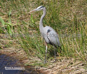 Everglades National Park, Long Pine Key area