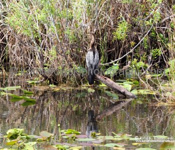 Everglades National Park, Long Pine Key area