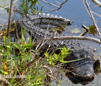 Everglades National Park, Long Pine Key area