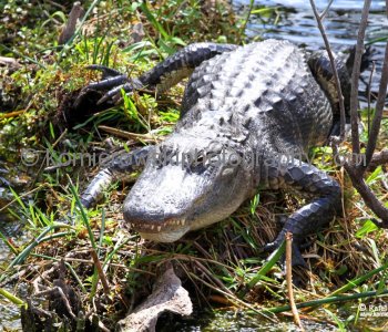 Everglades National Park, Long Pine Key area