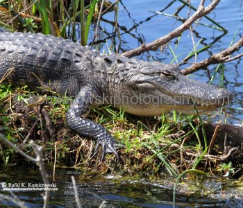 Everglades National Park, Long Pine Key area