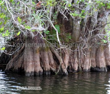 Everglades National Park, Long Pine Key area
