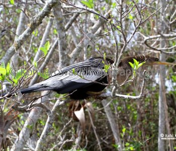 Everglades National Park, Long Pine Key area