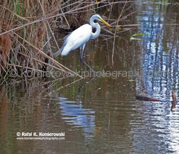 Everglades National Park, Long Pine Key area