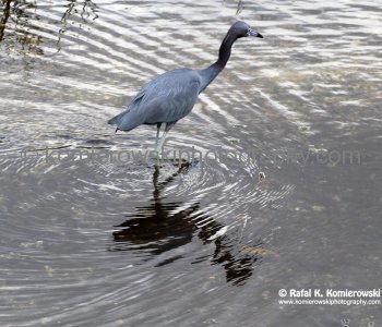 Everglades National Park, Long Pine Key area