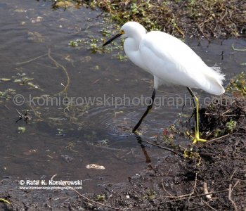 Everglades National Park, Long Pine Key area
