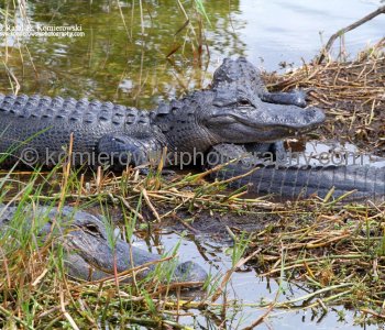 Everglades National Park, Long Pine Key area