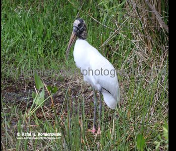 Everglades National Park, Long Pine Key area