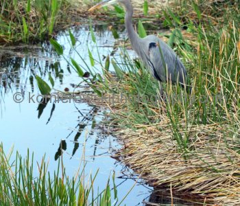 Everglades National Park, Long Pine Key area