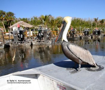Everglades City, Everglades, Florida