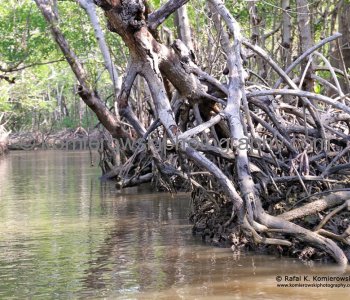 Mangrove Forest, Everglades, Florida