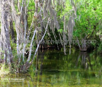 Mangrove Forest, Everglades, Florida.  Clyde Butcher  already had discovered the serene beauty of South Florida\\\\\\\\\\\\\\\\\\\\\\\\\\\\\\\\\\\\\\\\\\\\\\\\\\\\\\\\\\\\\\\\\\\\\\\\\\\\\\\\\\\\\\\\\\\\\\\\\\\\\\\\\\\\\\\\\\\\\\\\\\\\\\\\\\\\\\\\\\\\\\\\