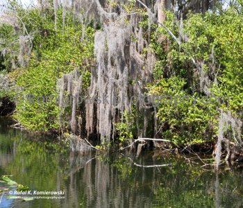 Big Cypress Gallery a.k.a. Clyde Butchers Swamp Cottage, Florida. The gallery is surrounded by more than a million acres of National Park wetlands and cypress strands of wild Florida