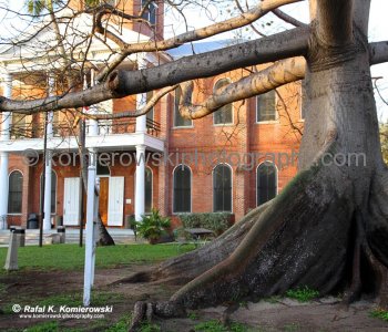 The Kapok Tree is another of Key Wests most photographed trees. It is a tropical tree, native to Mexico, Central America, the Caribbean, northern South America, and tropical west Africa.