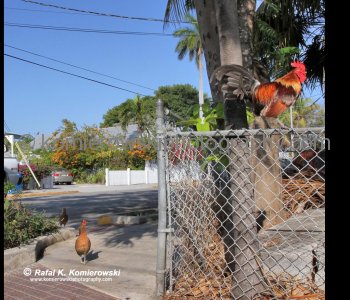 Visitors may be surprised to find chickens roaming the streets of Key West. Many consider the birds a part of Key West s history and character. Others want them gone  ......