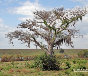 Spanish Moss a.k.a Florida Moss tree near Okeechobee Lake, while the plant is not parasitic, it can sometimes damage the host tree by over-shading the leaves.