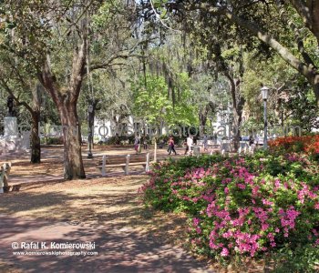 Savannah and its surrounds offer exceptional specimens of trees - Live Oaks, Magnolias, Crepe Myrtles and Palms
