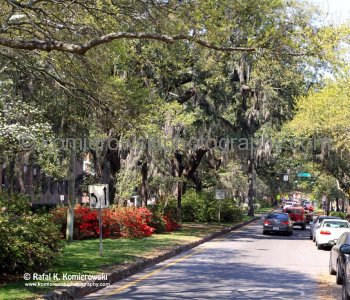 The Live Oak retains its foliage all year so Savannah is green year round.....