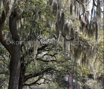 Historic Savannah...spectacular Garden City...