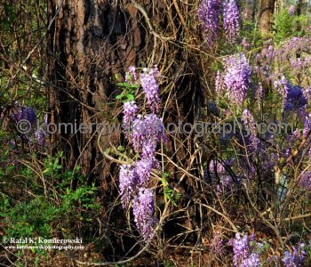 Wisteria...beautiful flower of South Carolina