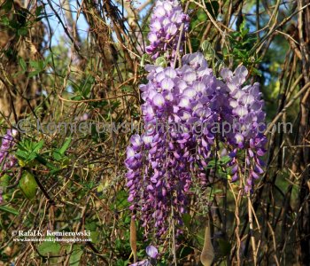 Wisteria...beautiful flower of South Carolina