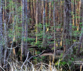 Dense vegetation and marshy terrain made the swamps a difficult place to cross...