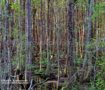 Dense vegetation and marshy terrain made the swamps a difficult place to cross...
