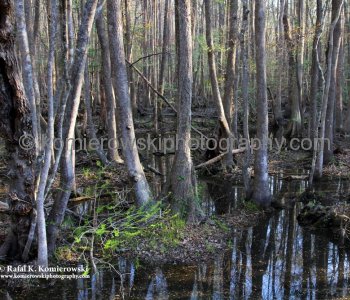 Dense vegetation and marshy terrain made the swamps a difficult place to cross...