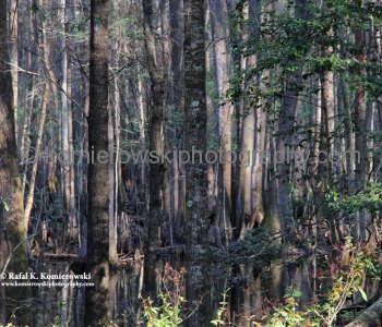 Spanish moss, cypresses growing out of the water in South Carolina swamps...