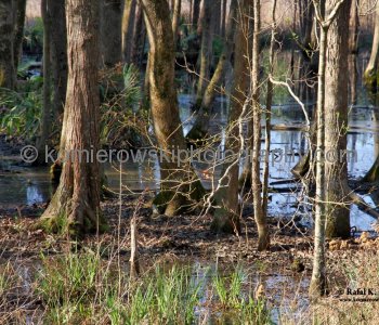 South Carolina ....the countryside scenery is stunning ...MORE PHOTOS TO FOLLOW-UNDER CONSTRUCTION