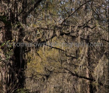 Beautiful Spanish Moss