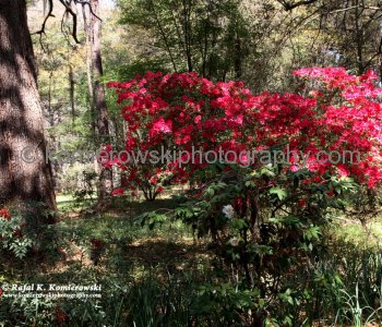 Magnolia Plantation is located near Charleston and directly across the Ashley River from North Charleston