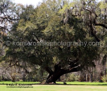 Magnolia Plantation...