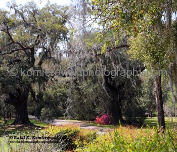 Magnolia Plantation and Gardens is a bit of a misnomer, really, it should be called -The Gardens at Magnolia Plantation....