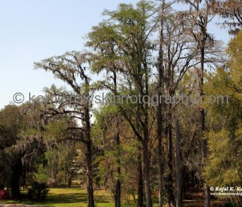 Magnolia Plantation...