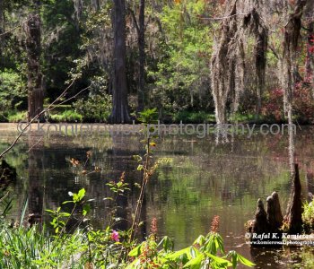 Scenery of Big Cypress Lake, Magnolia Plantation...