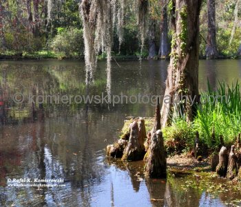 Scenery of Big Cypress Lake, Magnolia Plantation...