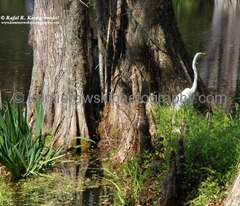 Scenery of Big Cypress Lake, Magnolia Plantation...