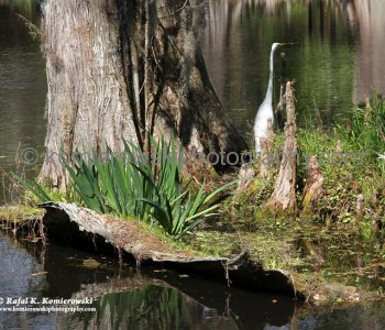 Scenery of Big Cypress Lake, Magnolia Plantation...