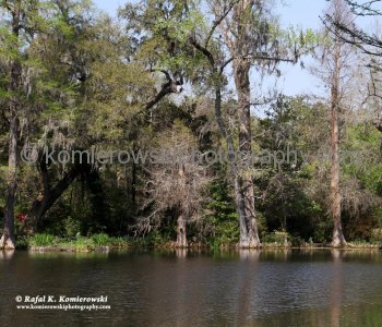 Scenery of Big Cypress Lake, Magnolia Plantation...