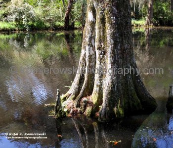 Scenery of Big Cypress Lake, Magnolia Plantation...