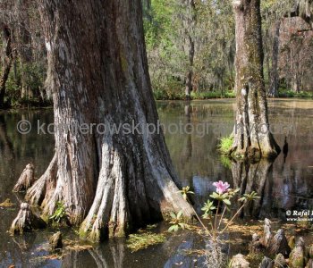 Scenery of Big Cypress Lake, Magnolia Plantation...