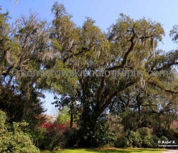 Magnolia Plantation...
