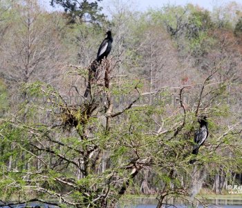 Magnolia Plantation...