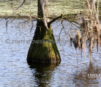 Cypress Tree and Spanish Moss, Magnolia Plantation