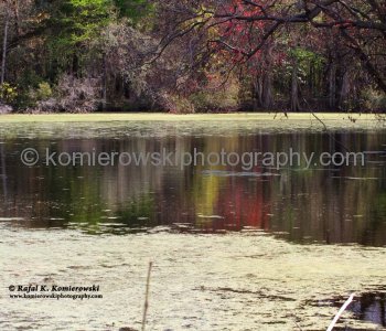 Spanish-moss draped cypress and gum trees that grow right out of the water...Audubon Swamp Garden at Magnolia Plantation and Gardens