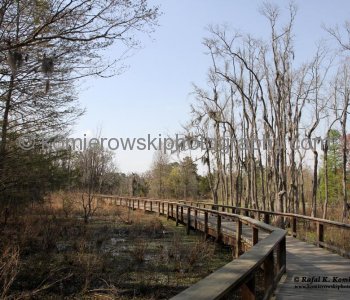 Audubon Swamp Garden boardwalk trail... at Magnolia Plantation and Gardens