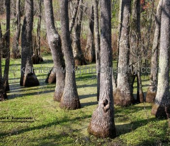 Spanish-moss draped cypress and gum trees that grow right out of the water...Audubon Swamp Garden at Magnolia Plantation and Gardens